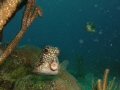   Trunk fish  